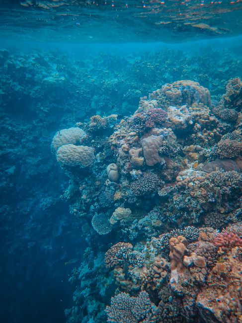 Récif de corail sous la surface de la mer